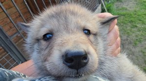 После клеймения щенков
