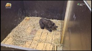 Знакомство двух маленьких медведиц (звук советуем сделать потише)