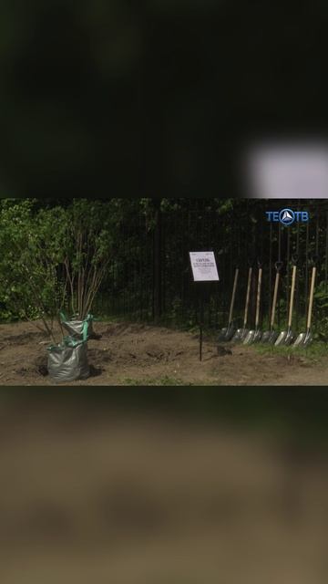 Сирень – символ нового столетия театра им. Ермоловой