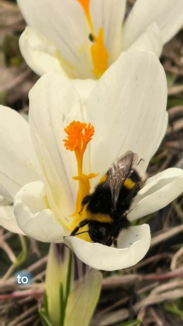 Crocus Vernus смотреть онлайн
