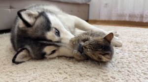 Этот котенок испытывает терпение гигантского хаски… Вы не поверите его реакции!
