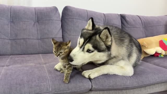 Маленький котенок сражается с гигантским хаски — вы не поверите, кто победит!