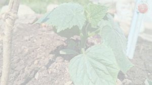 Присыпьте этот порошок возле молодых огурцов в июне! Урожай увеличится в несколько раз!