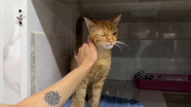 Котик Илюша и его проблемы со здоровьем