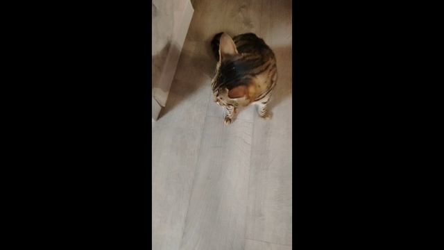 266.mp4 смотреть онлайн