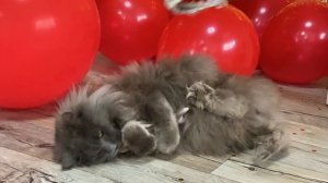 Императрица Чаритон Кун