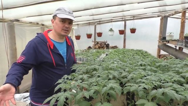 За день до высадки томатов, что обязательно нужно сделать.
