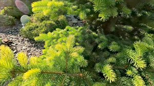Сад редких хвойных!🌲Обзор! Моя история! 08.06.26г #сад #хвойные #garden #дача