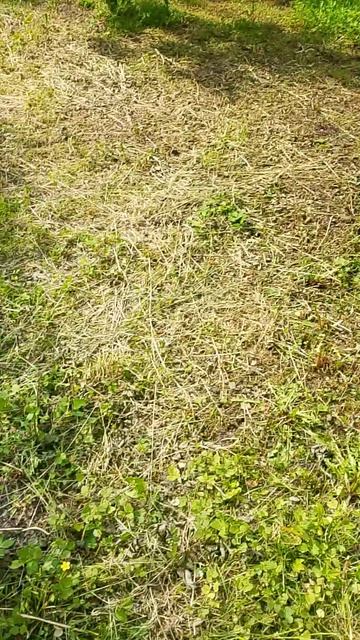День 2.Пришла поливать огород и заодно загорать