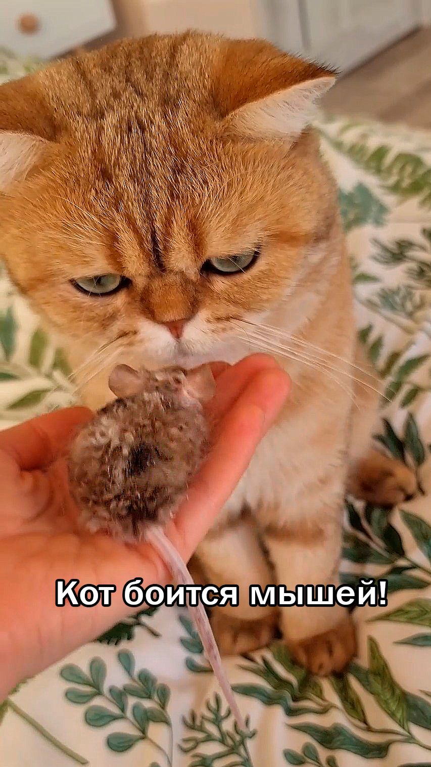 Реакция кота на мышь - это просто разрыв! 🤣😱 #cat #trending #funny