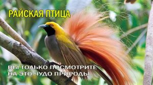 ✨ПРИРОДА СОШЛА С УМА! 🐦РАЙСКАЯ ПТИЦА СУЩЕСТВУЕТ.