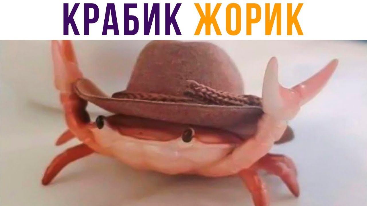 ЗНАКОМЬТЕСЬ, ЖОРИК))) Приколы смотреть онлайн