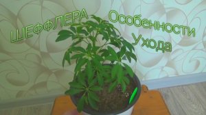 Шеффлера уход и особенности ухода в домашних условиях. МОИ ЦВЕТЫ