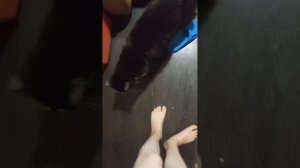 баку пытается меня защитить