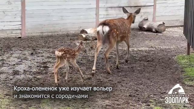 В Челябинском зоопарке родился пятнистый олененок