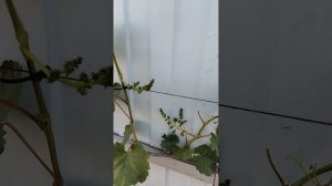 Виноград зацвел 9.06.2026г. Разгон саженцев дрожжами.