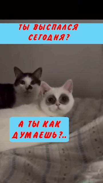 Юмор 5 звезд - #юмор #смешно #ржач #прикол #анекдот #веселоевидео