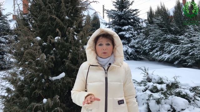 Препараты для защиты от ожогов хвойных растений.