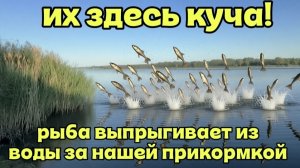РЫБЫ КУЧА! ловля рыбы на Северском Донце! садок чуть не рвётся от количества рыбы!