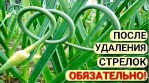 Подкормка чеснока в июне для крупной головки: фосфорно-калийные удобрения, зола, удаление стрелок