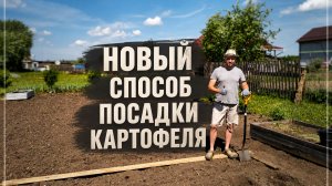 Посадили картошку