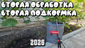 ВТОРАЯ ОБРАБОТКА винограда. ПОДКОРМКА.