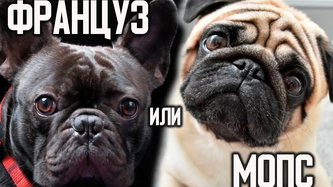Французский бульдог и мопс: сходства и различия смотреть онлайн