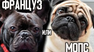 Французский бульдог и мопс: сходства и различия