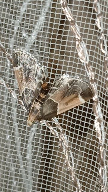 Мучная огнёвка (Pyralis farinalis) смотреть онлайн