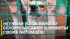 В соцсетях зло осуждают белорусов, которые сдают своих собак в приют из-за налога. НО ТАК ЛИ ЭТО?