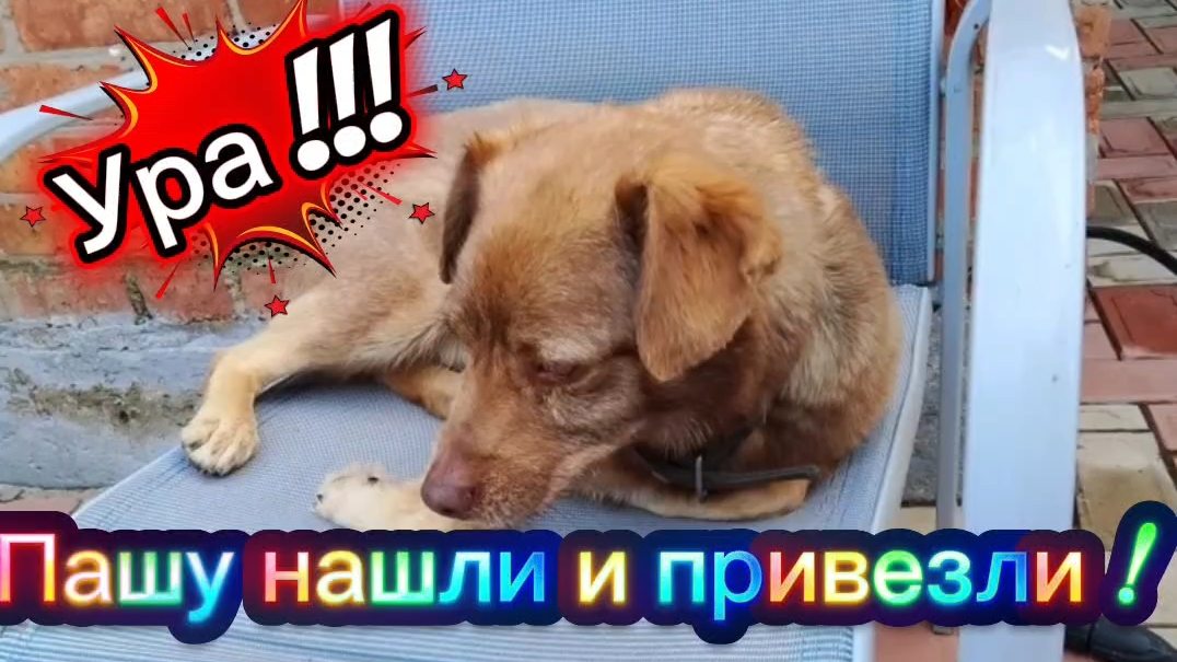 Ейск ! Ураааа ! Пашка нашёлся ! Низкий поклон до земли людя которые его привезли домой ! 09-06-2026 смотреть онлайн