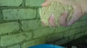 Приключение в курятнике