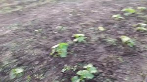 наш огород