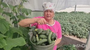Пора крутить огурцы🥒/ накопилось дел//