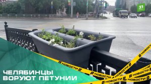 Челябинцы воруют петунии