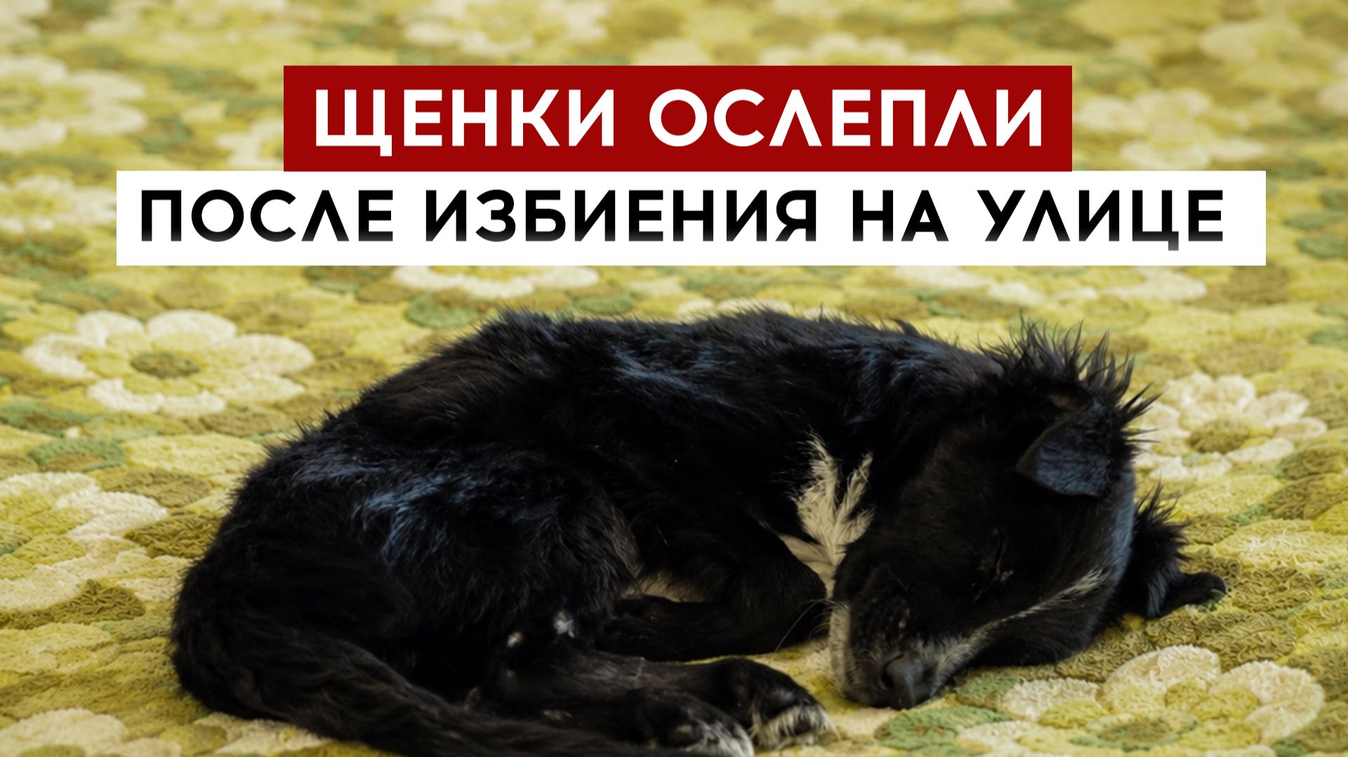 Щенки ослепли после избиения на улице смотреть онлайн