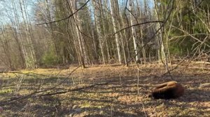 ДОБЫЛИ МЕДВЕДЯ! Тетеревиный ток. Утка, вальдшнеп и косач.