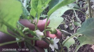 Обзор грядки с Болгарскими Перцами маминой посадки