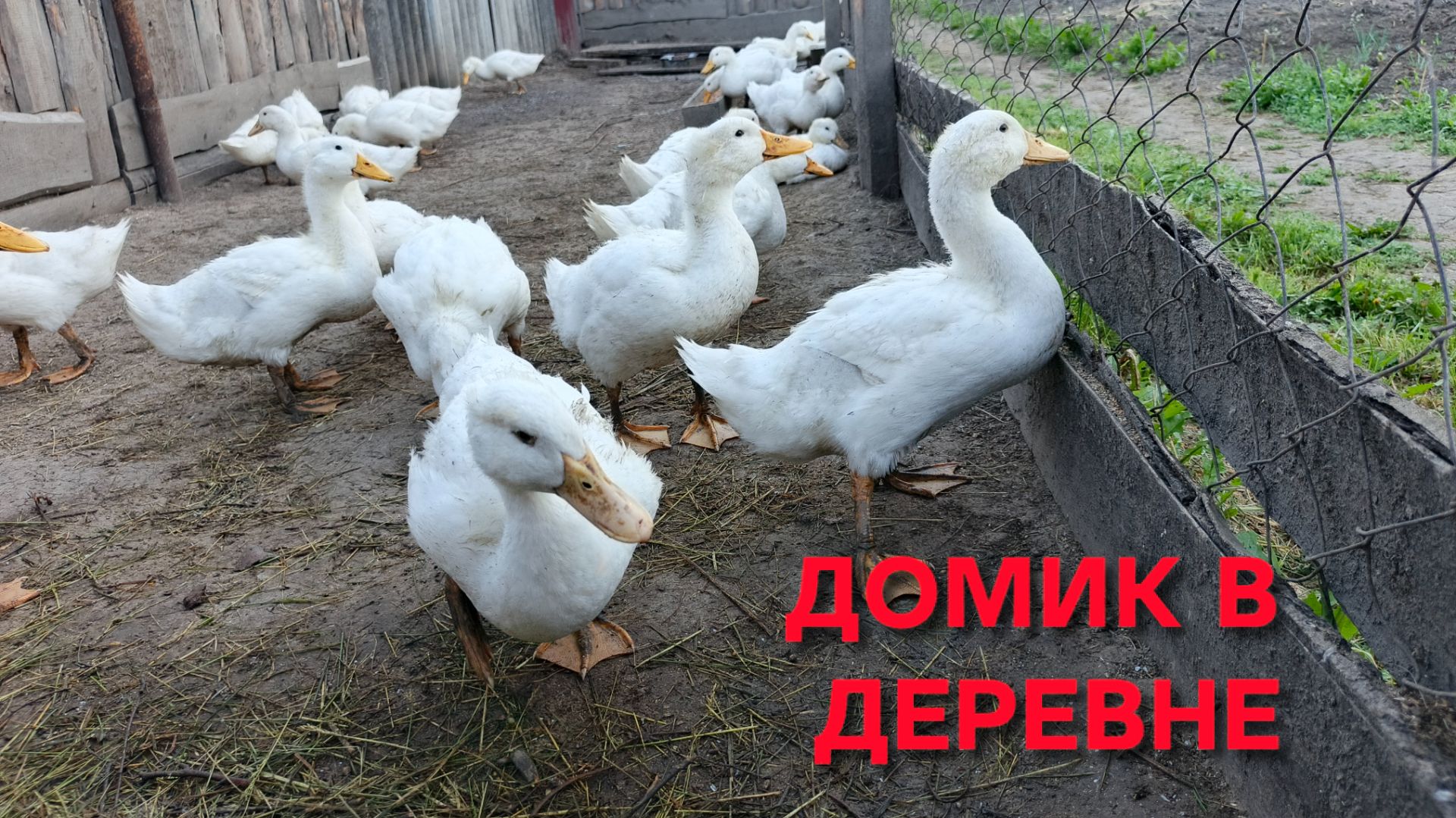 Домик в деревне Как правильно давать траву уткам