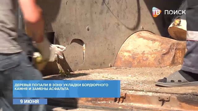 В Клину проводят опиловку деревьев
