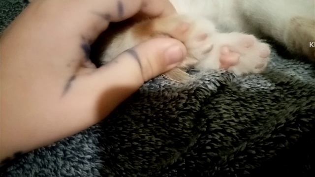 обзоры про яшу