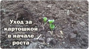 Картофель после всходов: уход подкормка, удобрения, борьба с колорадским жуком и проволочником