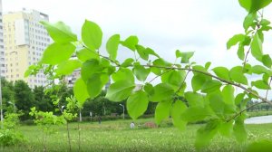 Они уже 8 лет озеленяют общественные пространства, убирают мусор с городских улиц и помогают бездомн