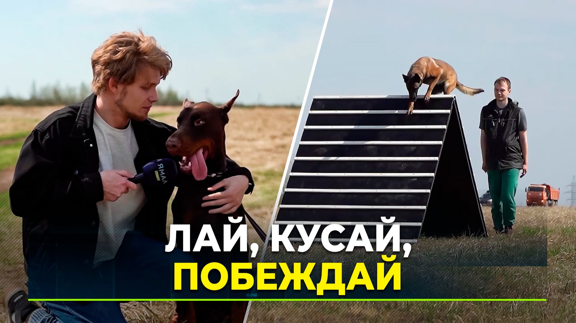 «Чуть пожевал апорт — штраф»: в Новом Уренгое прошли соревнования по прикладному собаководству