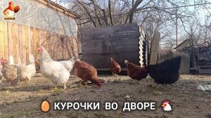 Забавные курочки несушки во дворе очень счастливы 🥚😂🐥 (17)