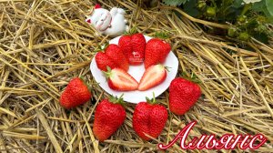 💥Новый китайский сорт Альянс😋 Любовь однозначно 😍