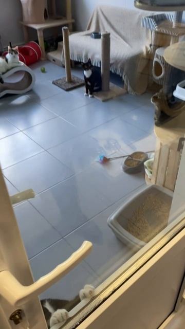 Поездка в приют для кошек "Новый дом": Наш вклад в доброе дело