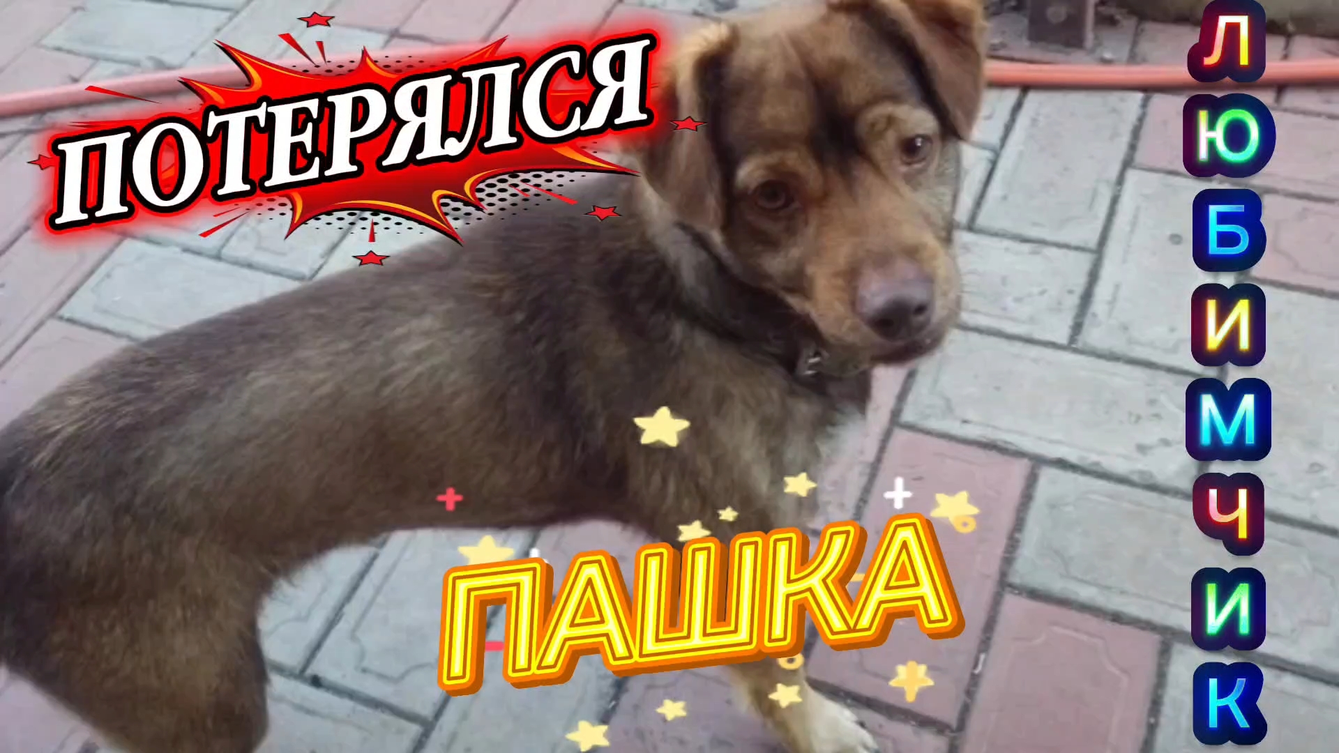 Ейск ! СОС ! СРОЧНО, ПОМОГИТЕ НАЙТИ СОБАЧКУ тел. 8 918 127 69 45, если он уж у кого-то, СООБЩИТЕ ! смотреть онлайн