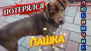 Ейск ! СОС ! СРОЧНО, ПОМОГИТЕ НАЙТИ СОБАЧКУ тел. 8 918 127 69 45, если он уж у кого-то, СООБЩИТЕ !