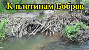 По ручью к плотинам Бобров | Вода ушла, озеро мелеет